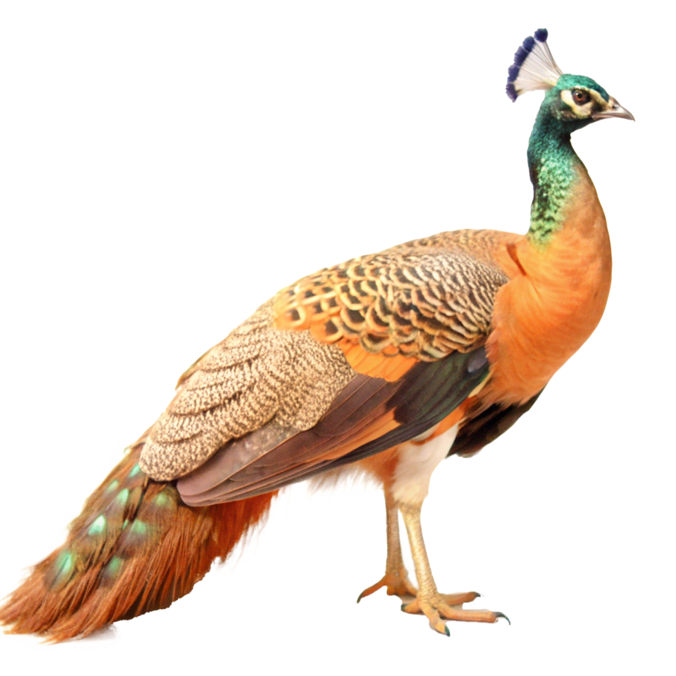 Stunning Golden Peacock with Vibrant Plumage and Majestic Pose png