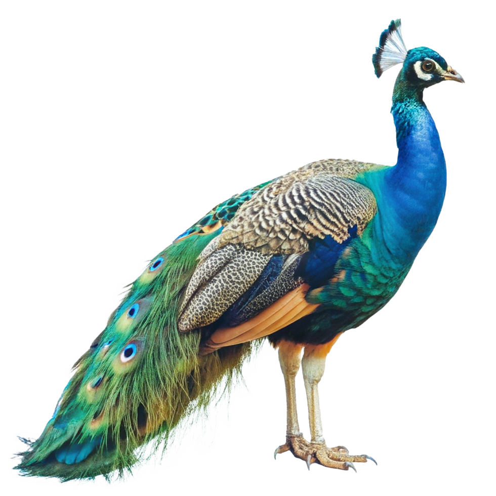 A Vibrant Male Peacock Displaying its Majestic and Colorful Plumage png