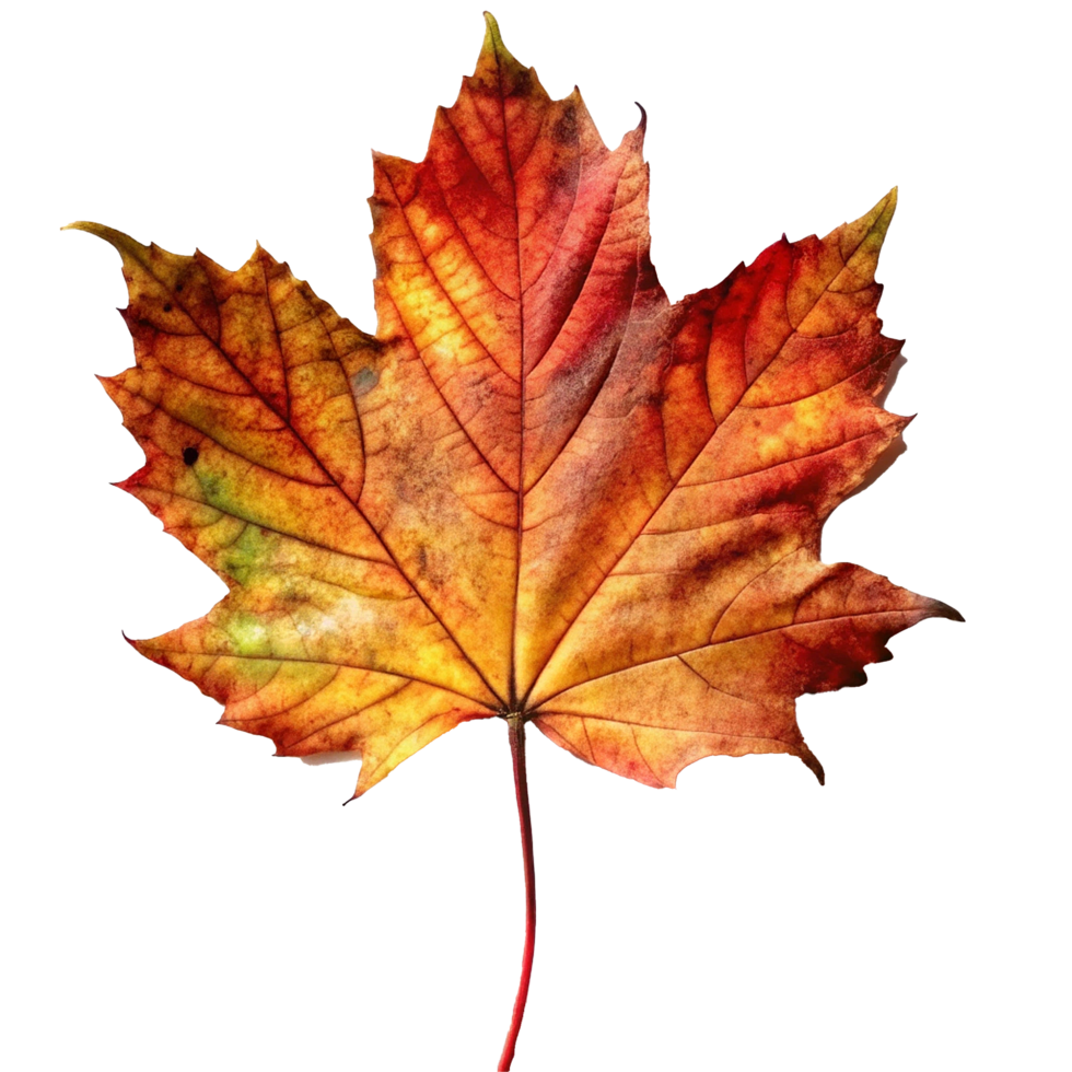 A Stunning Closeup of a Single Autumn Maple Leaf with Vibrant Red and Orange Hues png