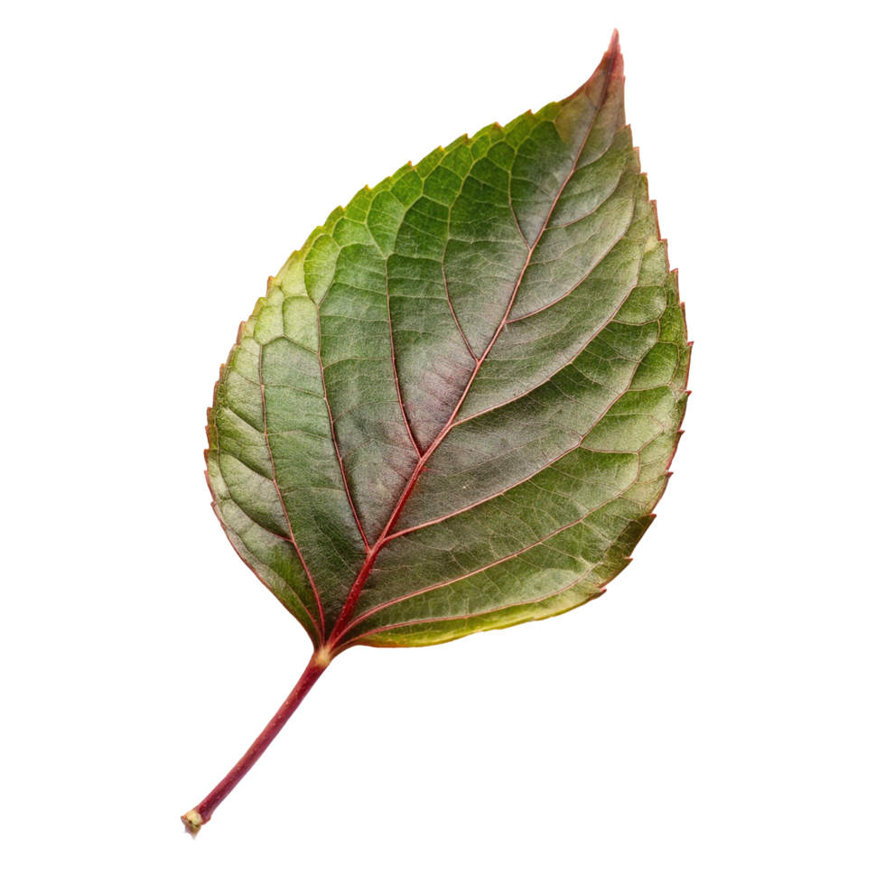 A Single Vibrant Green Leaf with Red Veins Isolated on a Light Background png