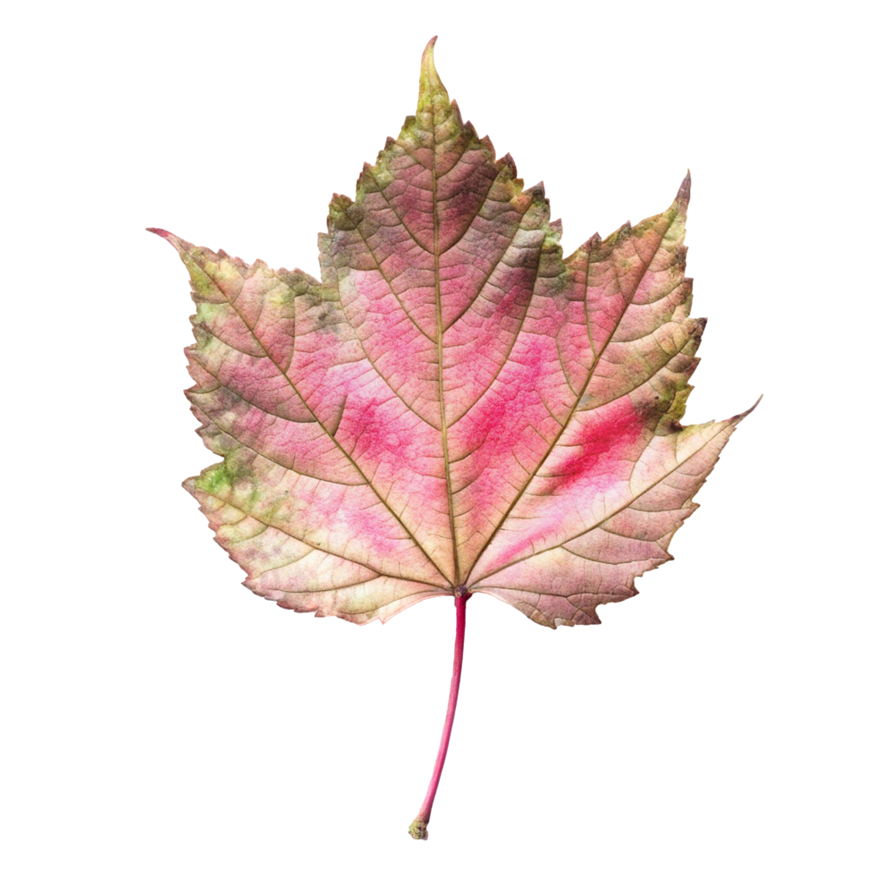 A Single Delicate Autumn Maple Leaf with Pink and Green Hues png