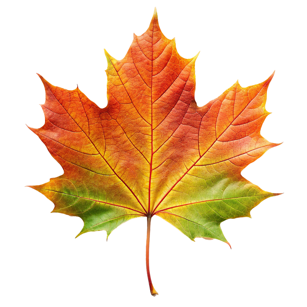 A Single Vibrant Autumn Maple Leaf with Orange Yellow and Green Hues png