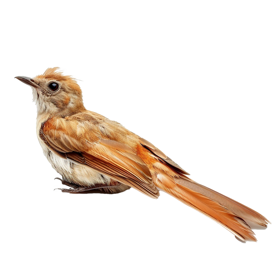 A Stunning Closeup of a Rufouscolored Bird with Long Tail Feathers png
