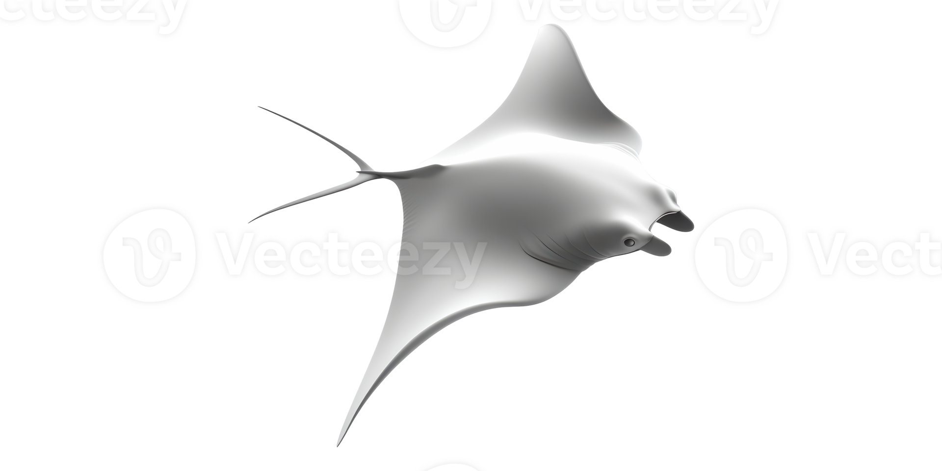 Manta ray swimming downwards isolated on transparent background png