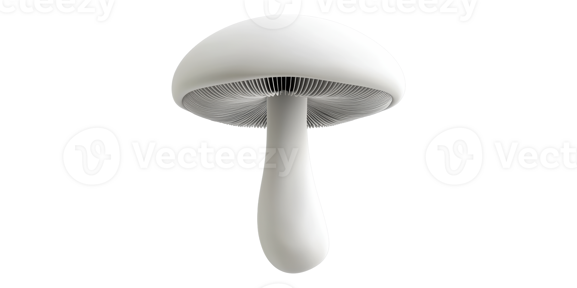 White mushroom cap with gills isolated on transparent background png