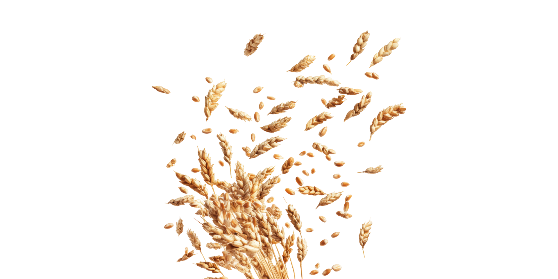 Falling wheat ears and grains isolated on transparent background png