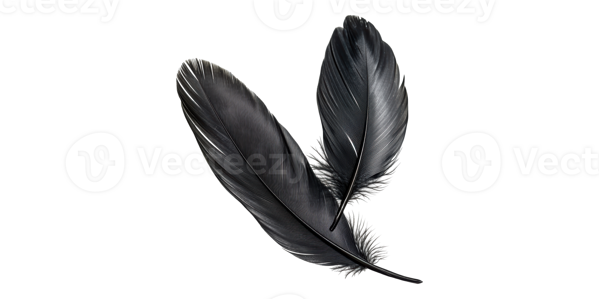 Two black feathers isolated on transparent background png