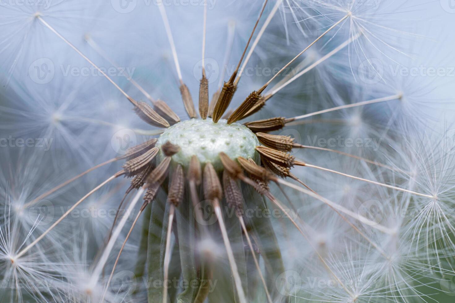 Extreme macro close up dandelion seeds in summer. Change growth movement direction concept. Inspirational natural floral spring or summer background. Ecology nature new cycle photo