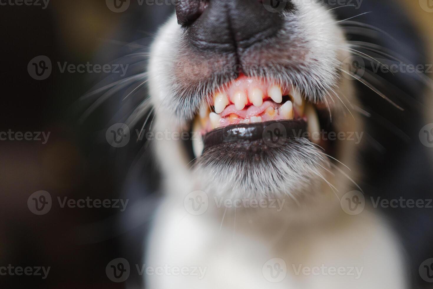 Dangerous angry dog. Aggressive puppy dog border collie baring teeth fangs looking aggressive dangerous. Guardian growling scary dog ready for attack. Pet infected by rabies. photo