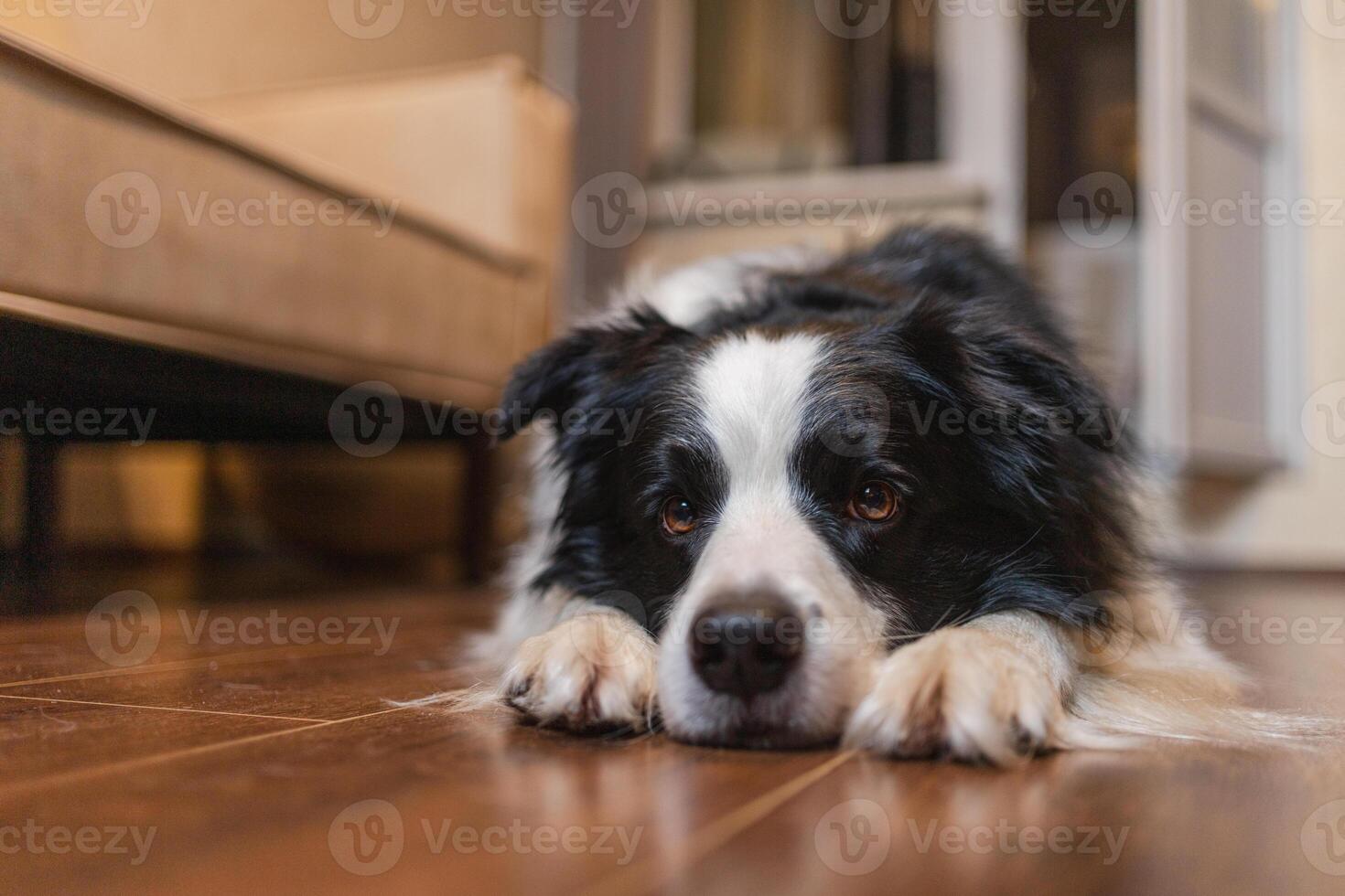 Cute puppy dog border collie lying down playing with funny face on floor at home indoors. Pet dog resting ready to sleep indoor. Funny emotional dog Love for pets friendship companion pet care photo