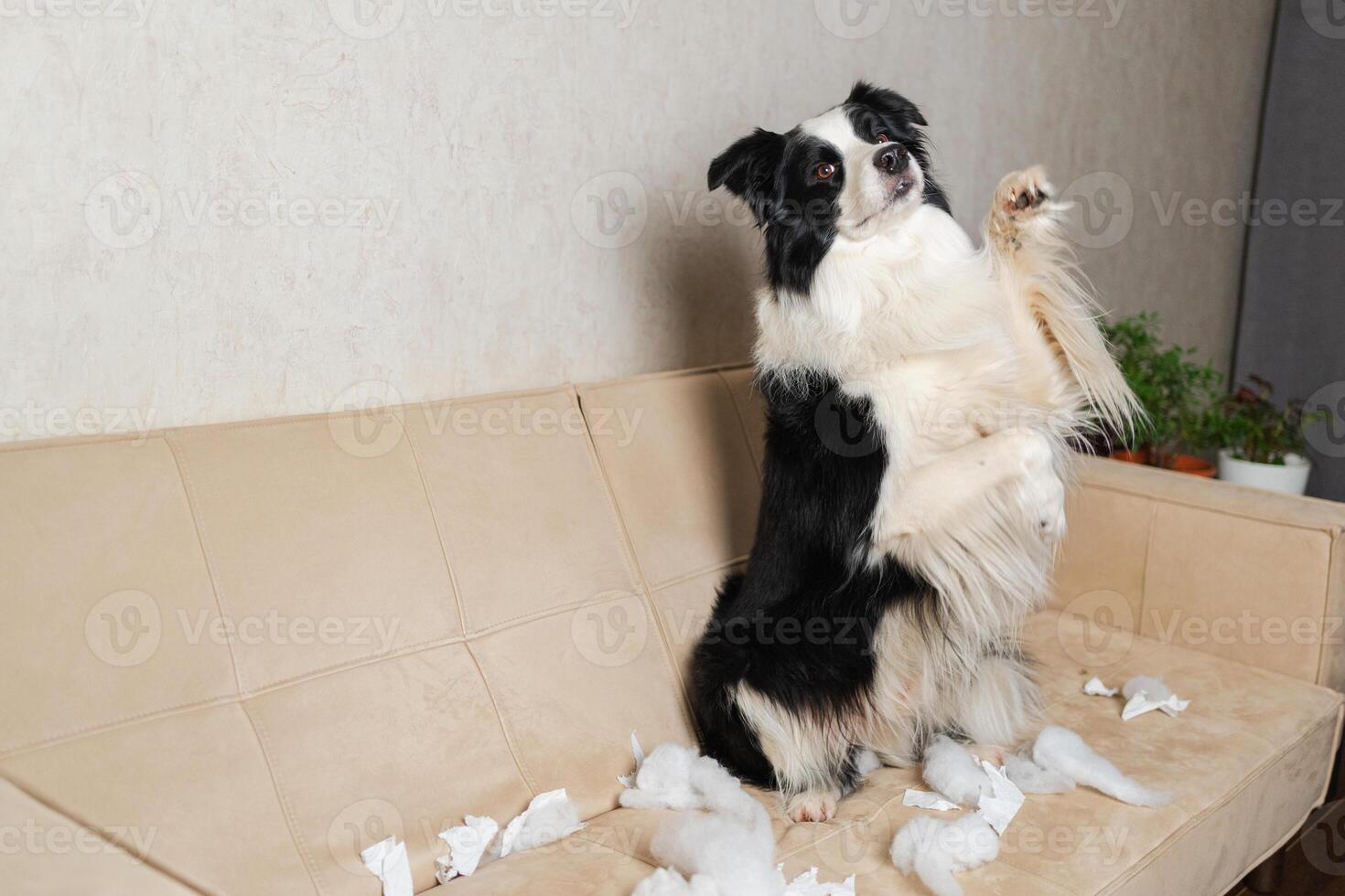 Naughty playful puppy dog border collie after mischief biting paper sitting on couch at home. Guilty dog and destroyed living room. Damage messy home and puppy with funny guilty look photo
