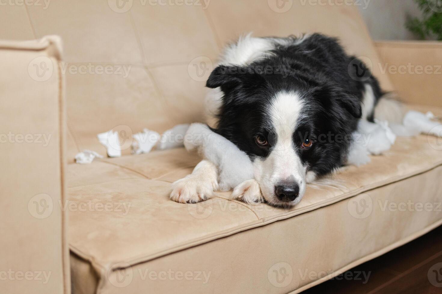 Naughty playful puppy dog border collie after mischief biting paper lying on couch at home. Guilty dog and destroyed living room. Damage messy home and puppy with funny guilty look photo