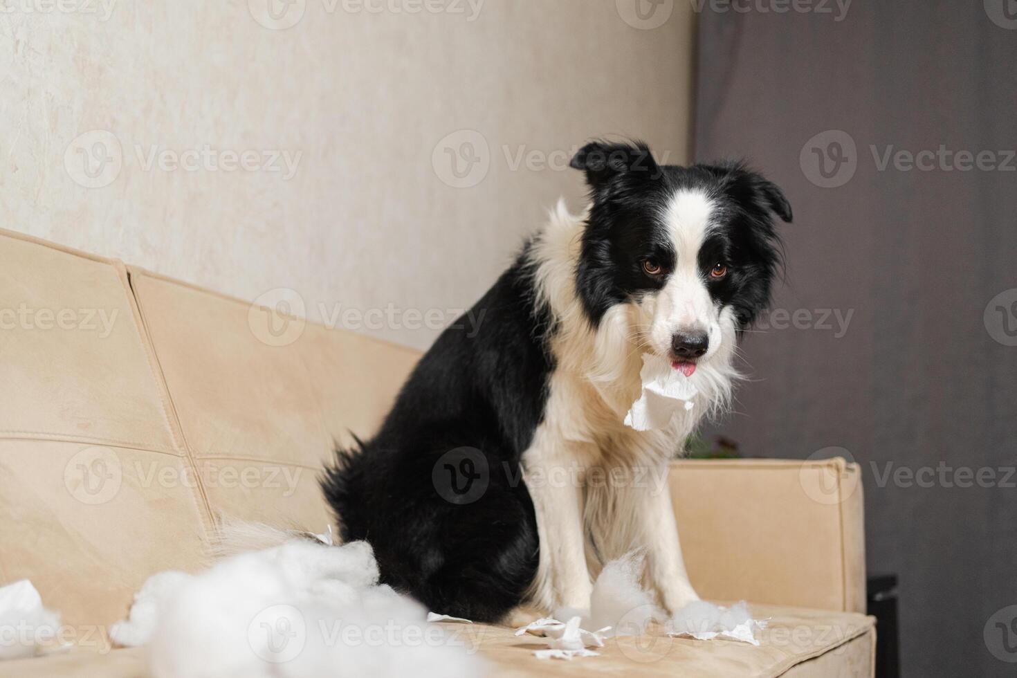 Naughty playful puppy dog border collie after mischief biting paper lying on couch at home. Guilty dog and destroyed living room. Damage messy home and puppy with funny guilty look photo