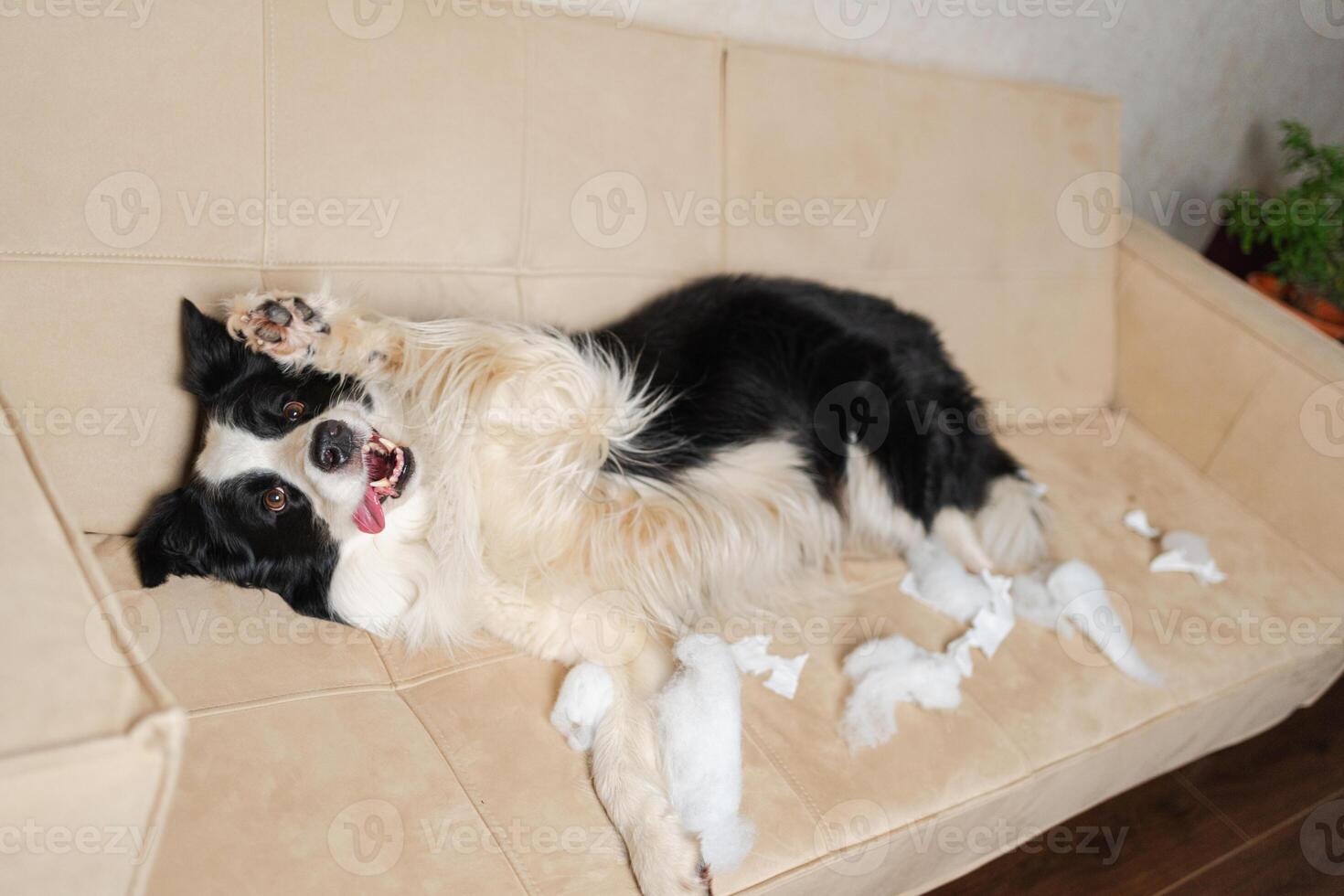 Naughty playful puppy dog border collie after mischief biting paper lying on couch at home. Guilty dog and destroyed living room. Damage messy home and puppy with funny guilty look photo