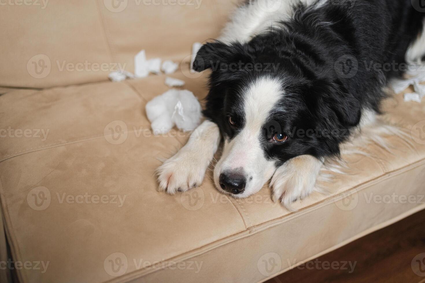 Naughty playful puppy dog border collie after mischief biting paper lying on couch at home. Guilty dog and destroyed living room. Damage messy home and puppy with funny guilty look photo