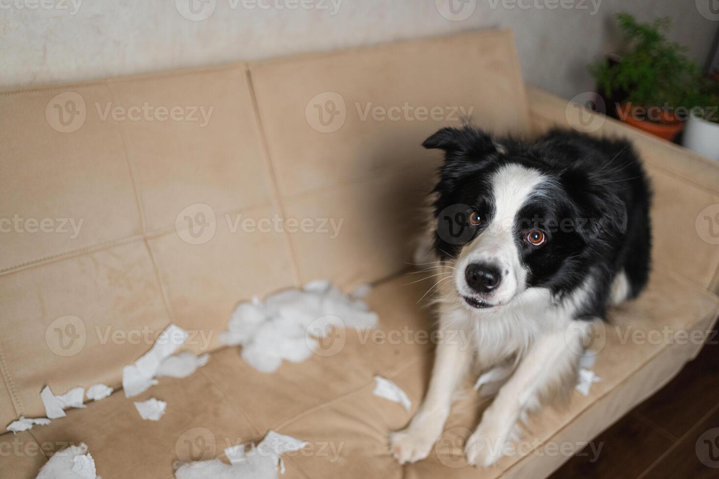 Naughty playful puppy dog border collie after mischief biting paper lying on couch at home. Guilty dog and destroyed living room. Damage messy home and puppy with funny guilty look photo