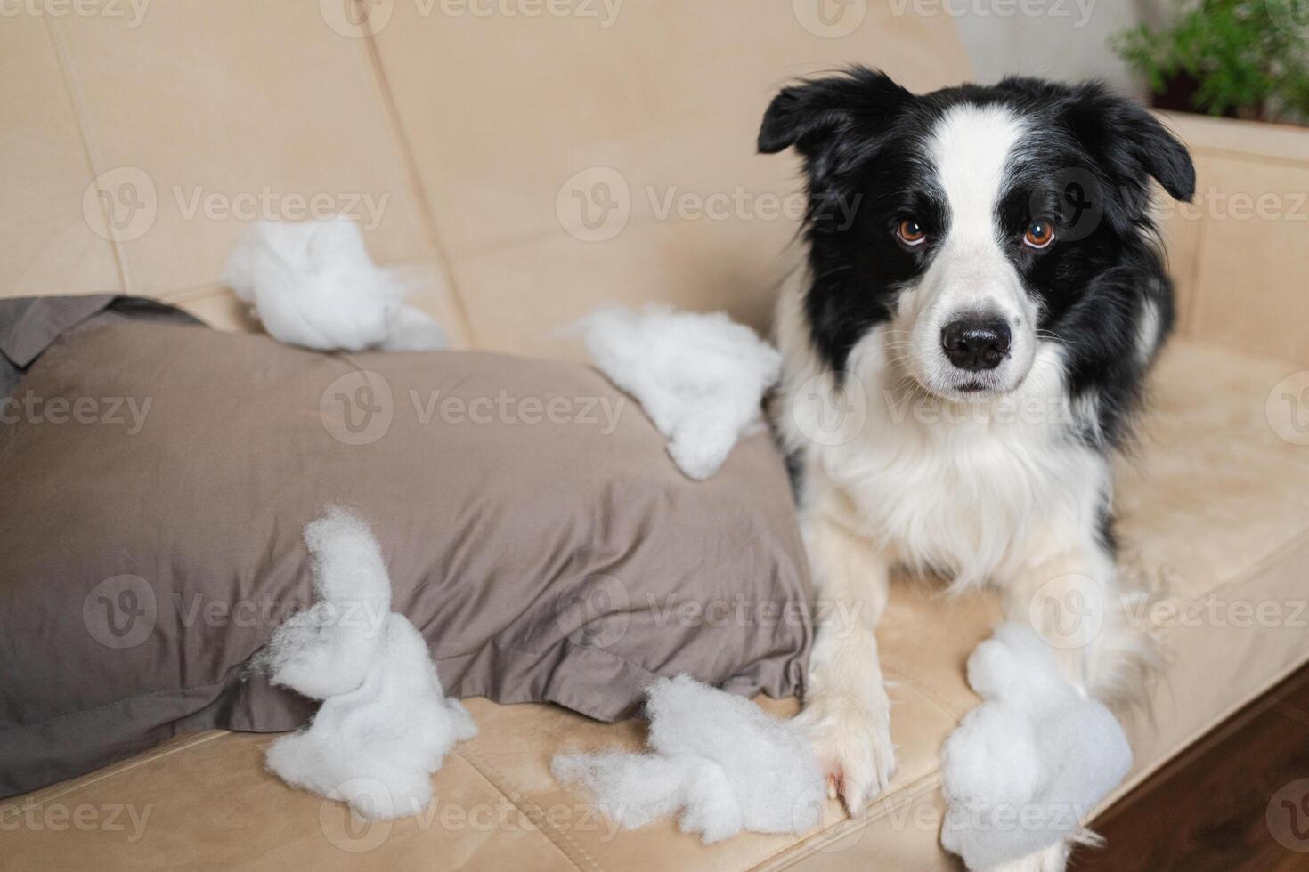 Naughty playful puppy dog border collie after mischief biting pillow lying on couch at home. Guilty dog and destroyed living room. Damage messy home and puppy with funny guilty look photo