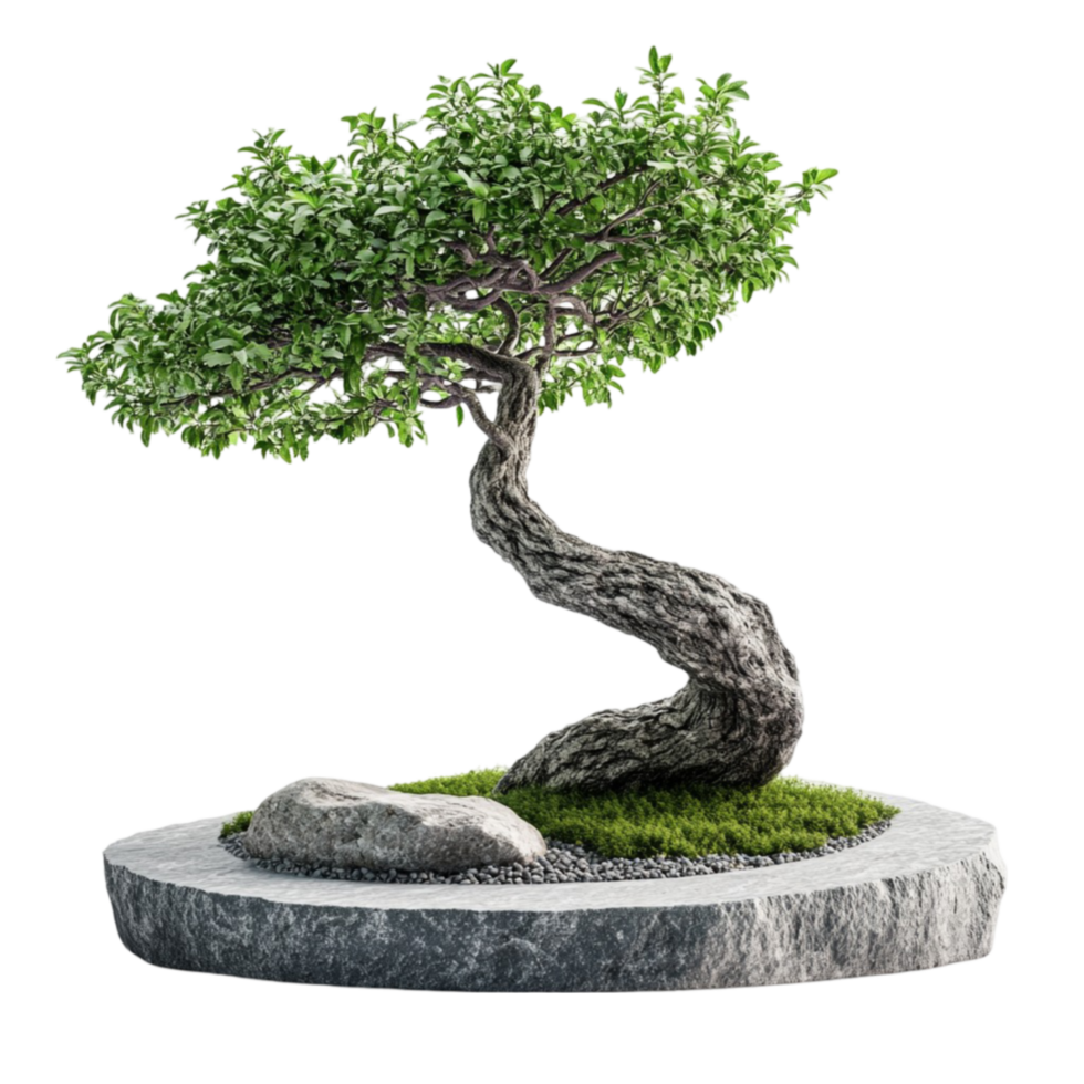 Classic Bonsai Tree on Rock Platform png