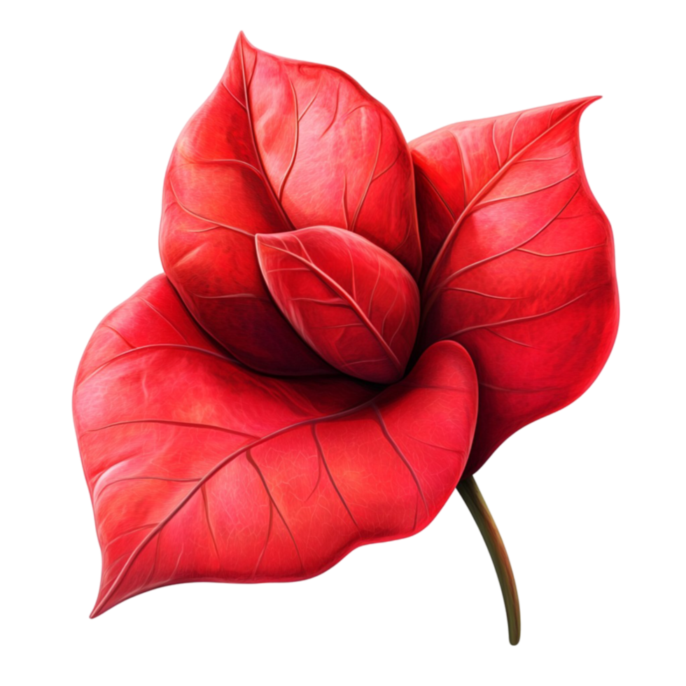 Exotic Red Anthurium Flower png