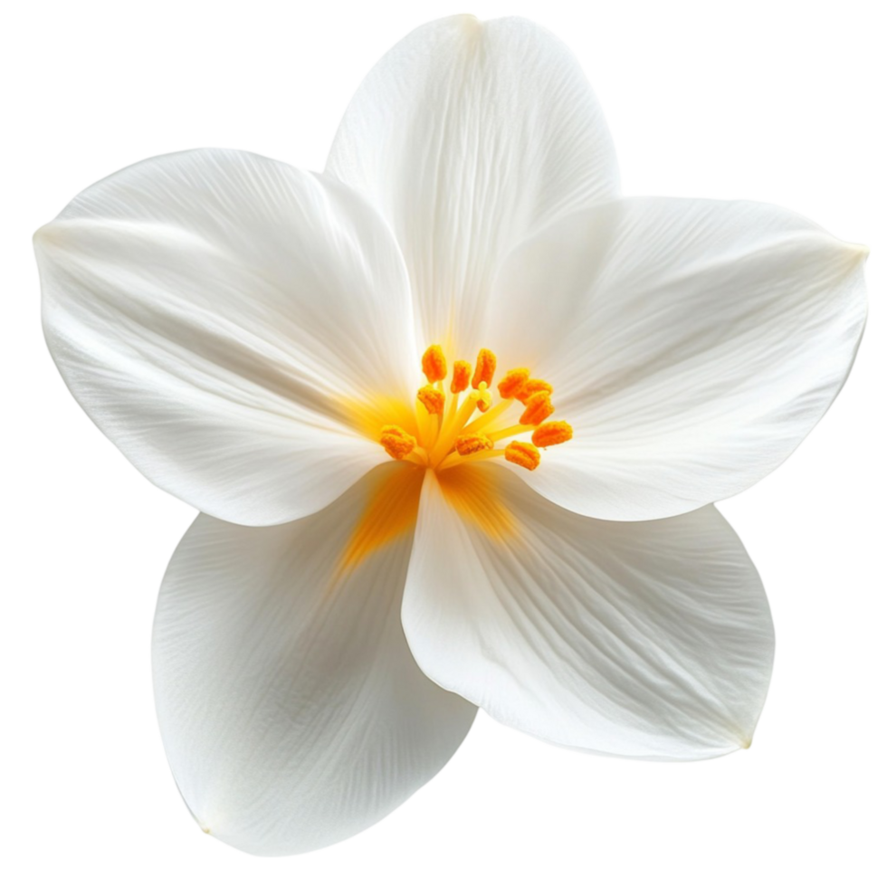 White Dahlia Flower with Soft Petals and Yellow Center png