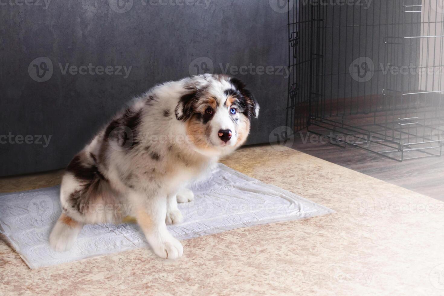 Aussie Australian Shepherd puppy in blue marble color and different eye color goes to the toilet at home for a disposable diaper, napkin copy space photo