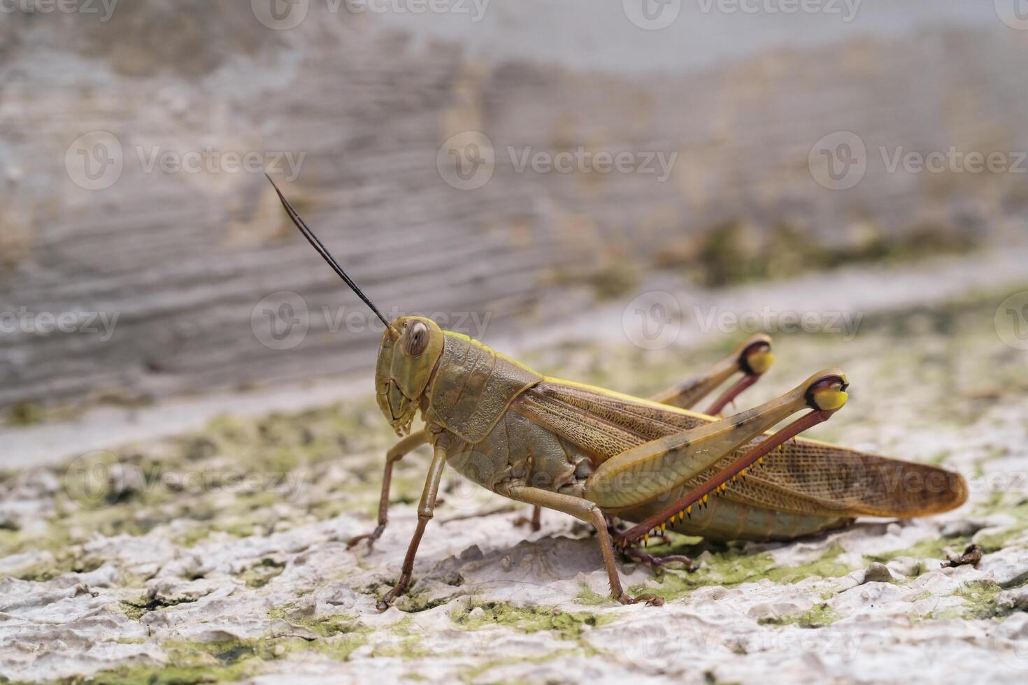 Sideview closeup of Grasshopper. Insect species Valanga irregularis is seen resting on a cement floor. Agricultural pest insect. Macrophotography of animal in the wilds photo
