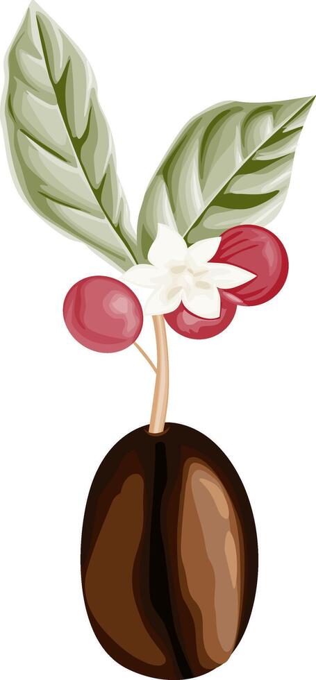Coffee bean isolated with leaves and flowers vector