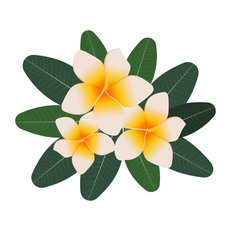 Tropical composition of plumeria flowers and green leaves on a white background. vector