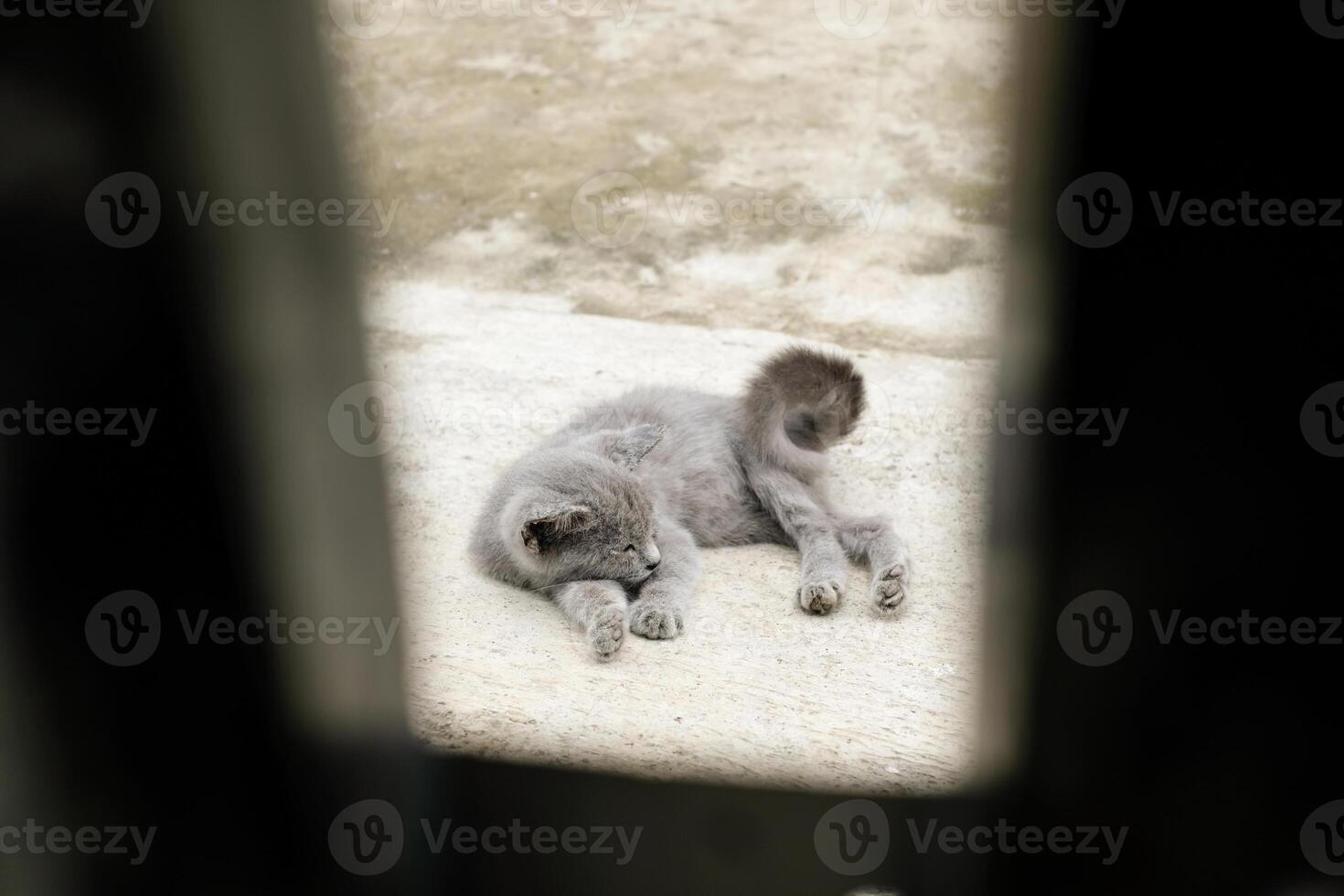 Photo of a gray kitten through the gap of the door. The kitten is lying in front of the door while waiting to enter the house. Cute domestic kitten.