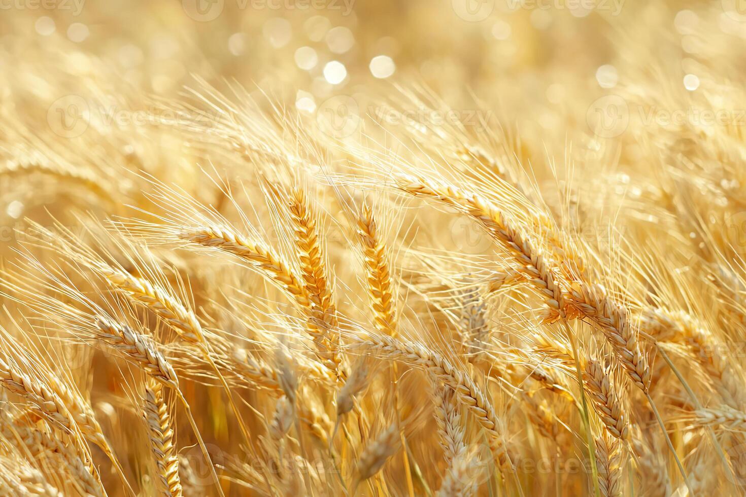 Close up of golden wheat ears in a sunlit agricultural field during harvest season photo