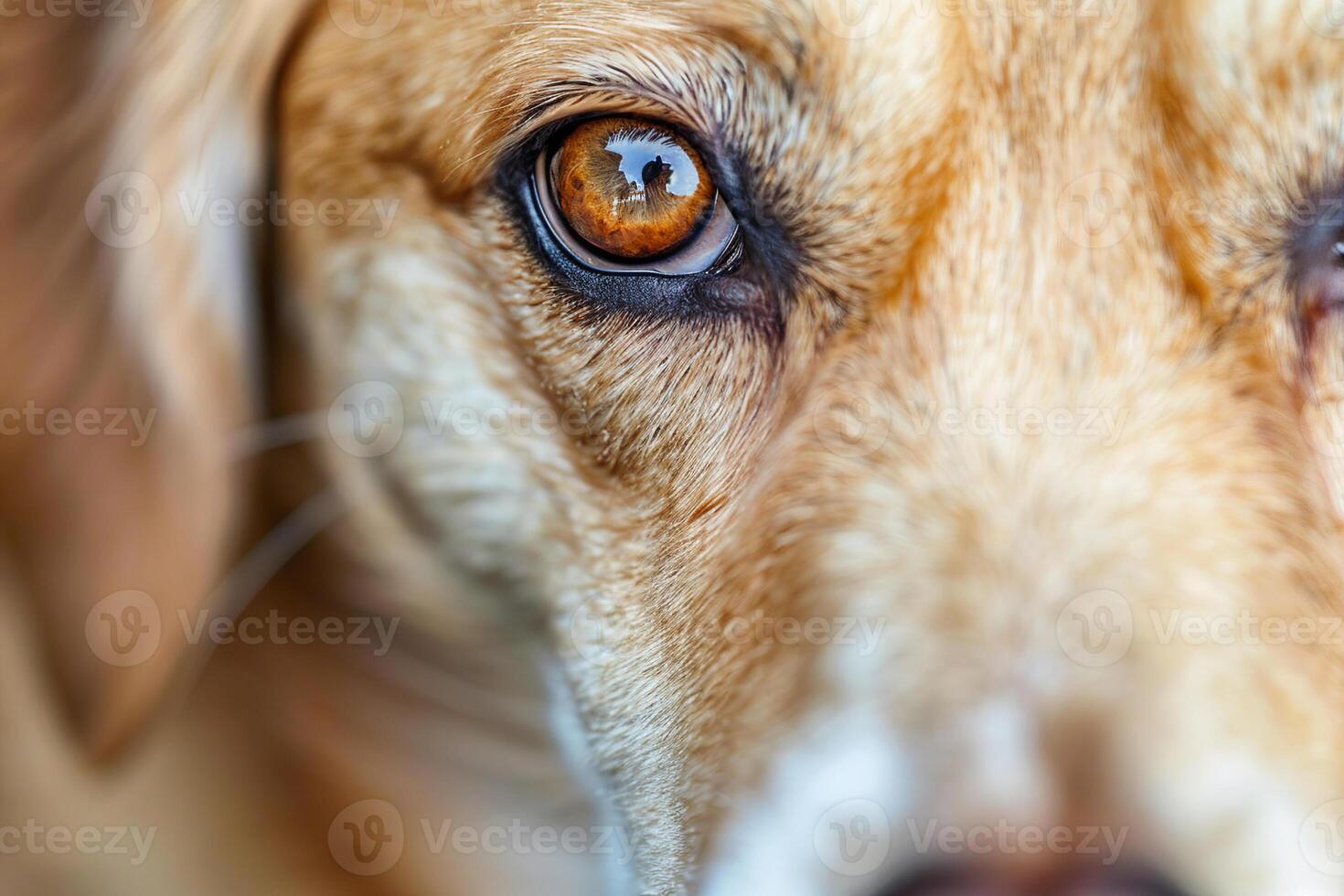 Close up View of a Dog's Face Showcasing Expressive Brown Eyes With Intricate Details and a Warm Demeanor photo
