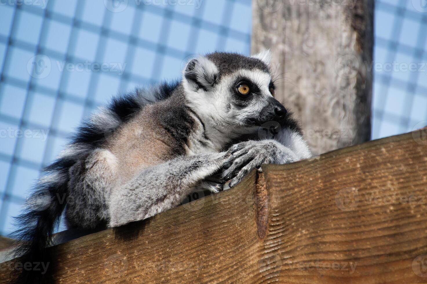 Lemur resting on a wooden surface in a zoo. The lemur is captured in a relaxed pose, showcasing its distinct features such as its striped tail and soft fur. photo
