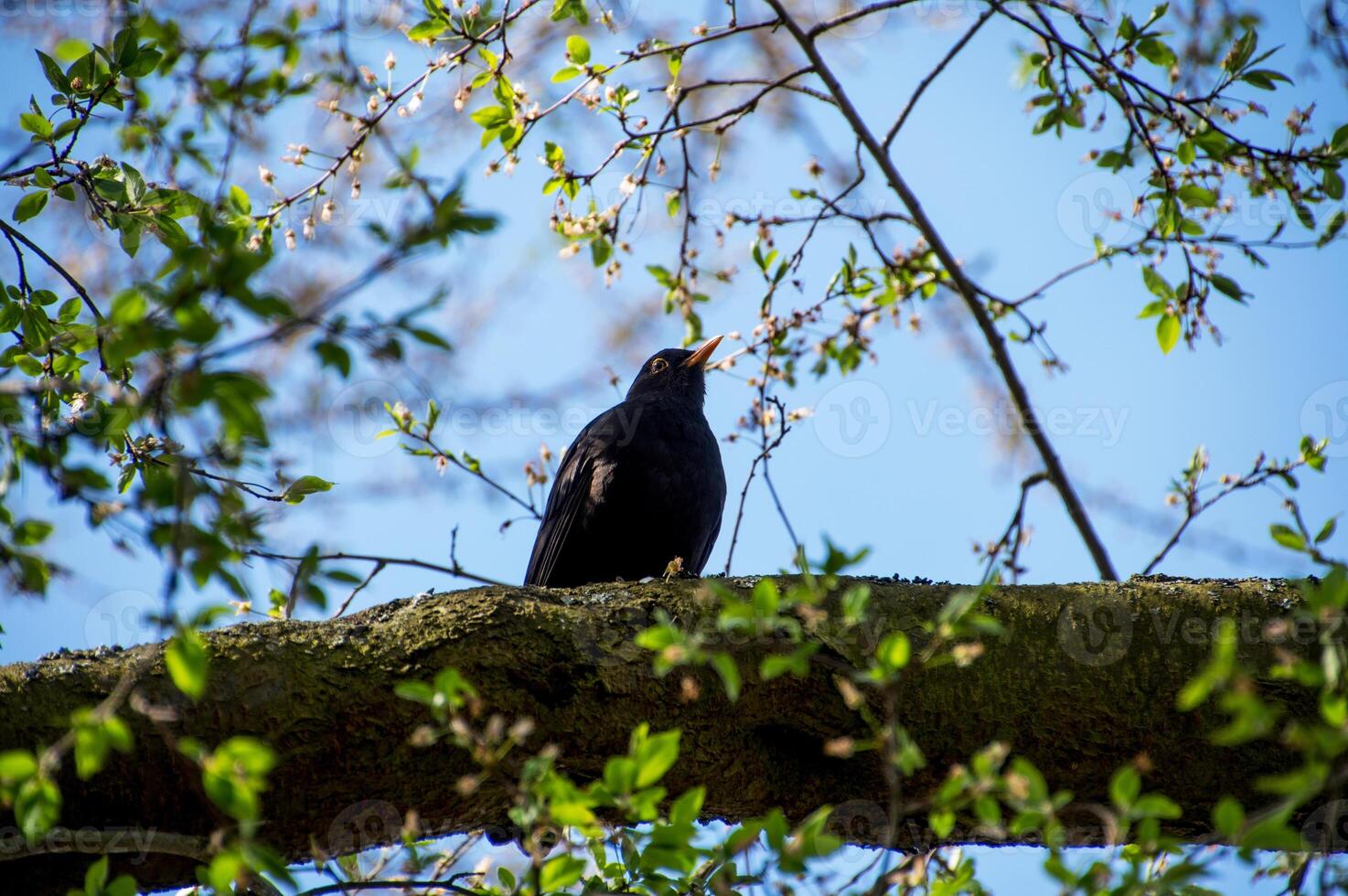blackbird perched on a blooming tree branch photo