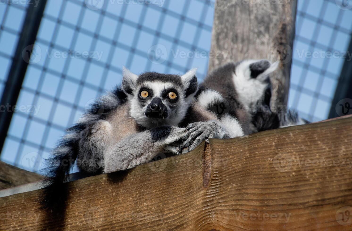 Lemurs resting together photo