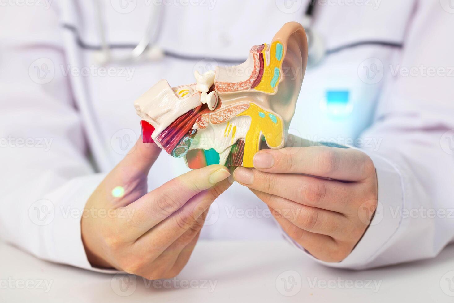 Doctor otolaryngologist holds a medical model of the ear in his hands. Concept for the treatment of ENT diseases, sinusitis and otitis media. Diagnostics and hearing testing, audiometry. photo
