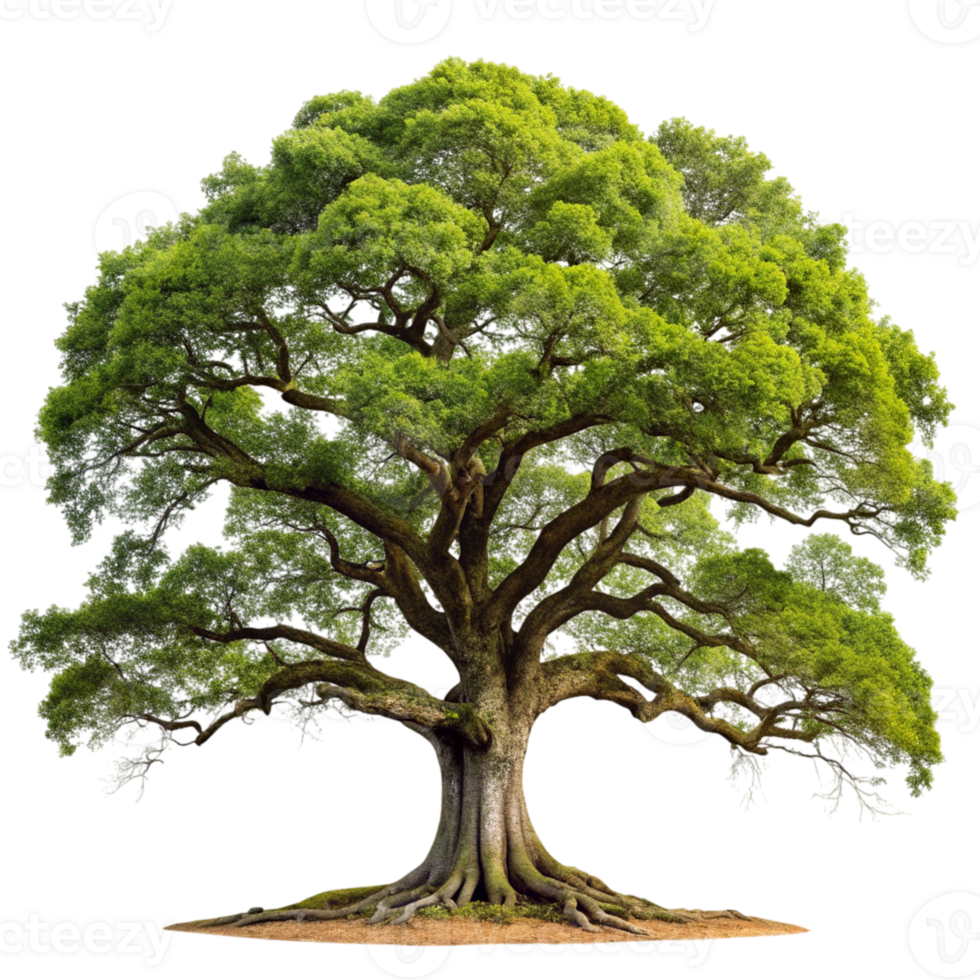 An image of an oak tree on a black background png
