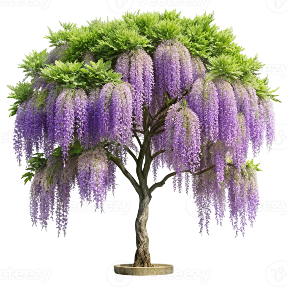 A wisteria tree with purple flowers on it png