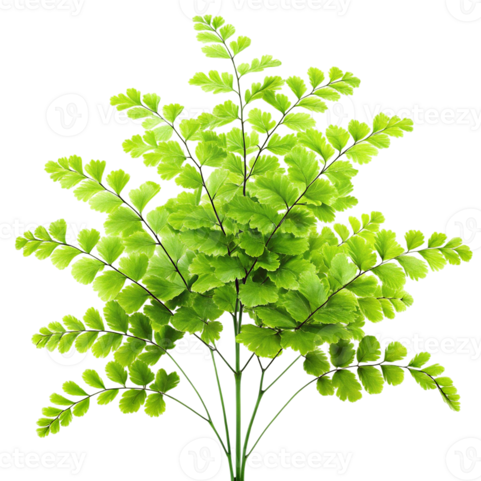 A fern plant with green leaves on a black background png