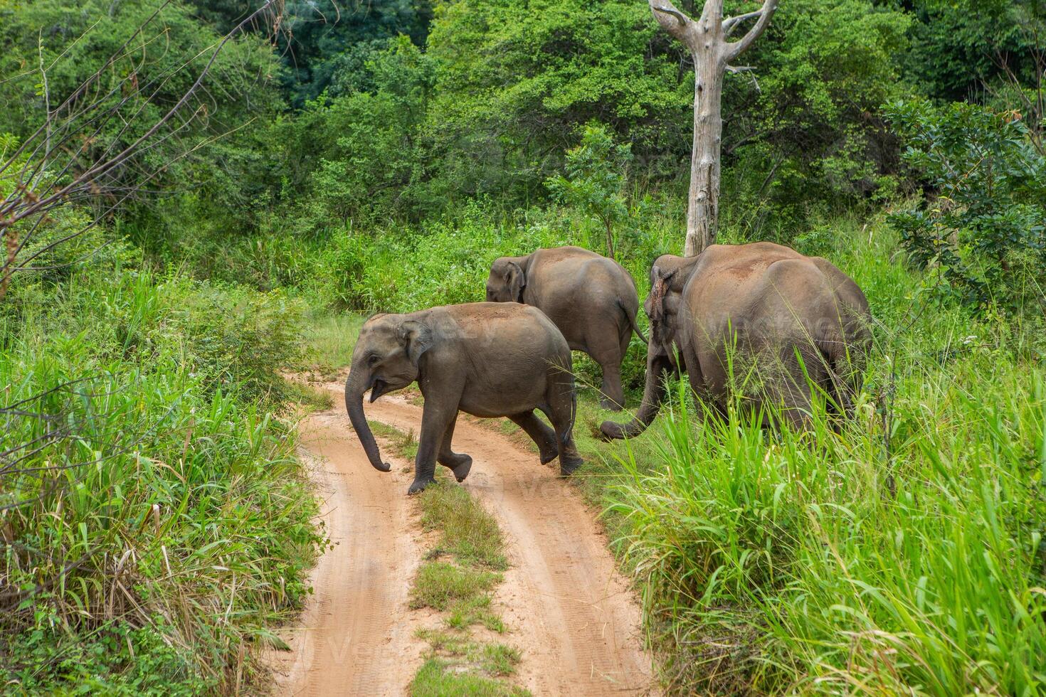 Yala is home to a variety of animals, including leopards, elephants, sloth bears, crocodiles, water buffalo, and spotted deer. photo