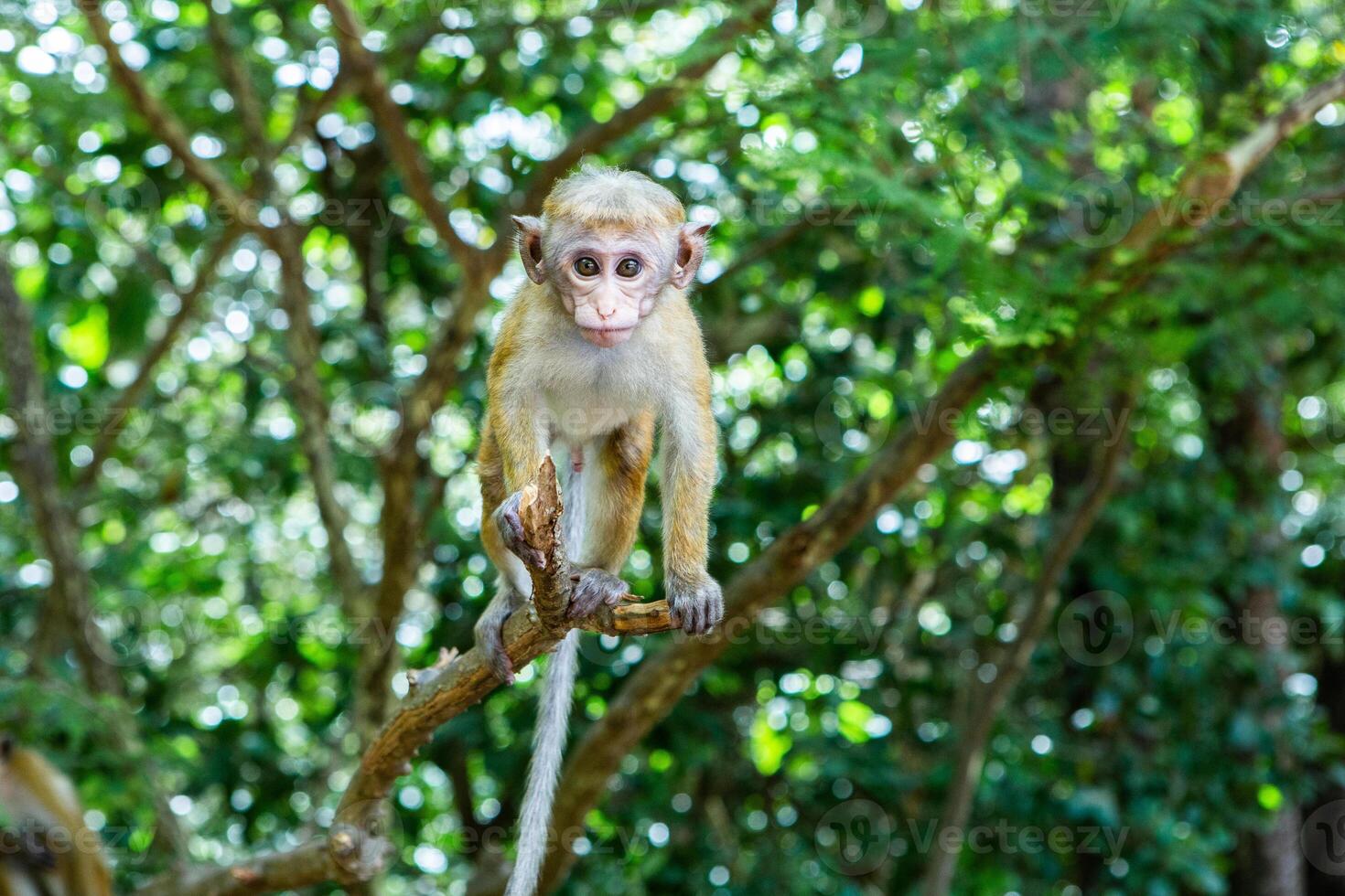 wild nature with monkey in the jungle of sri lanka photo