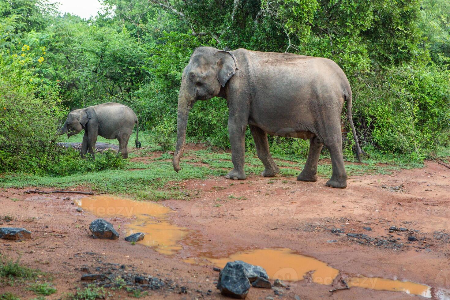 Yala National Park Famous for leopards and diverse ecosystems. photo