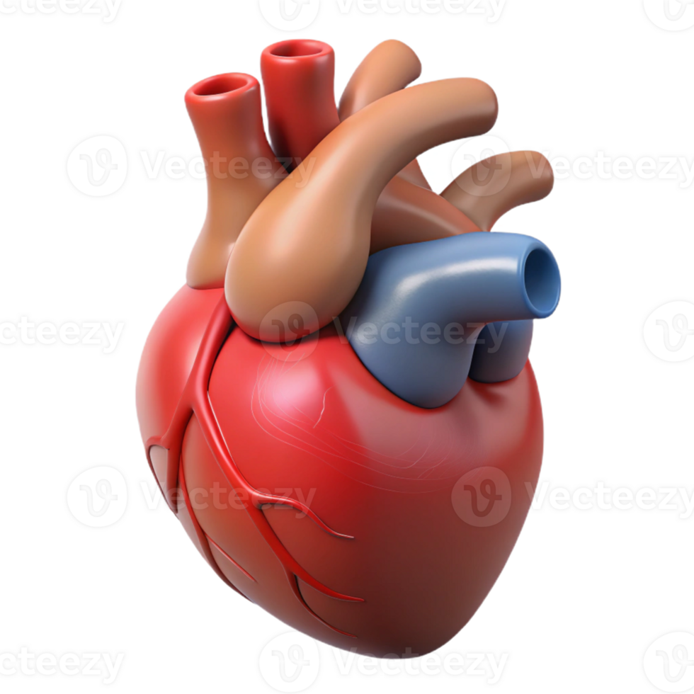 High-definition 3D heart structure png