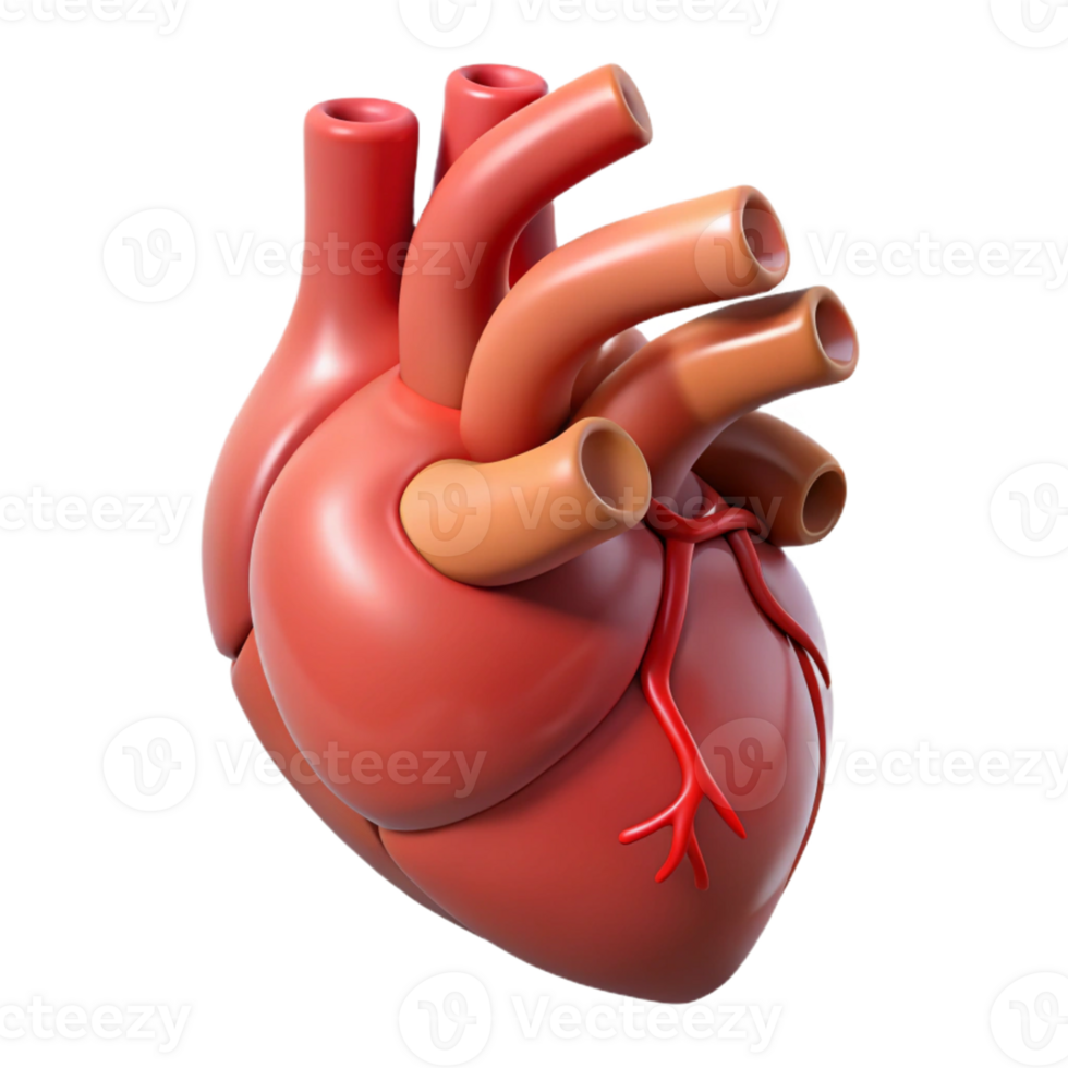 Anatomical 3D heart design png