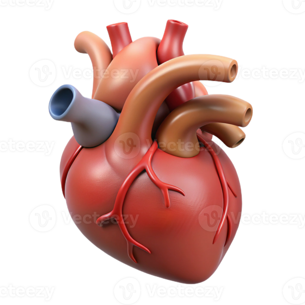 Colorful anatomy of heart png