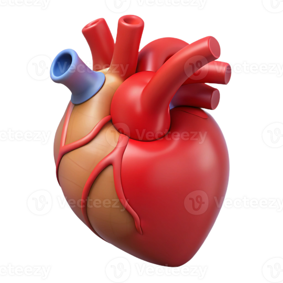 Medical heart cross-sectional model png