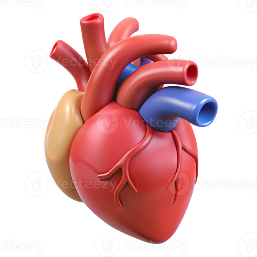 Realistic veins and arteries heart png