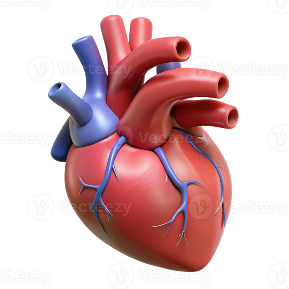 Medical-grade 3D heart representation png