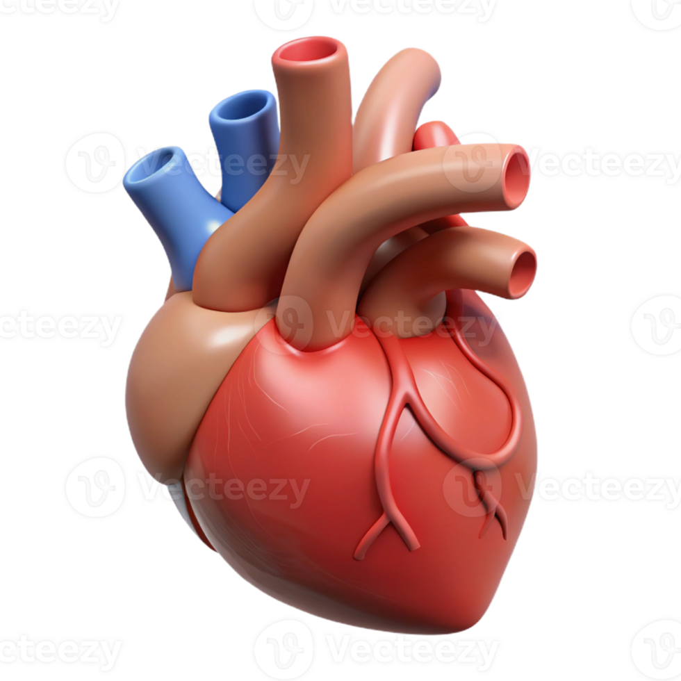 Human heart in 3D form png