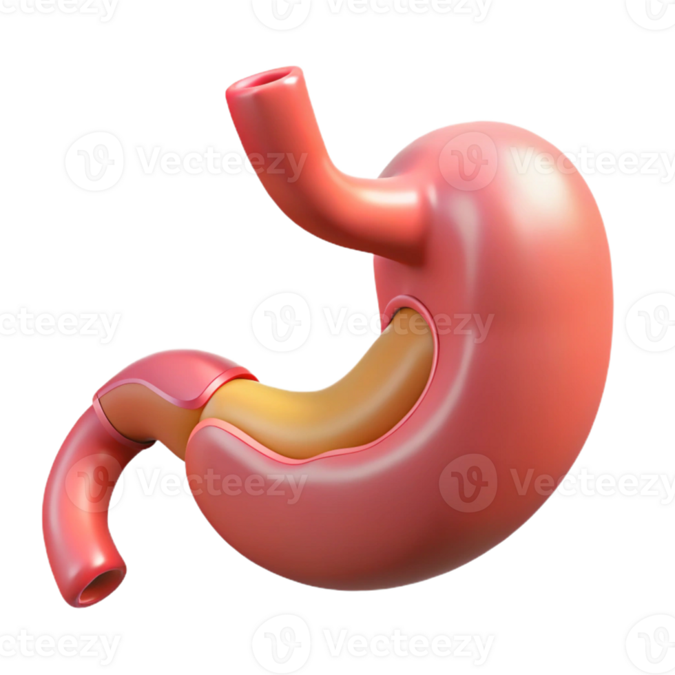 3D stomach with visible openings png