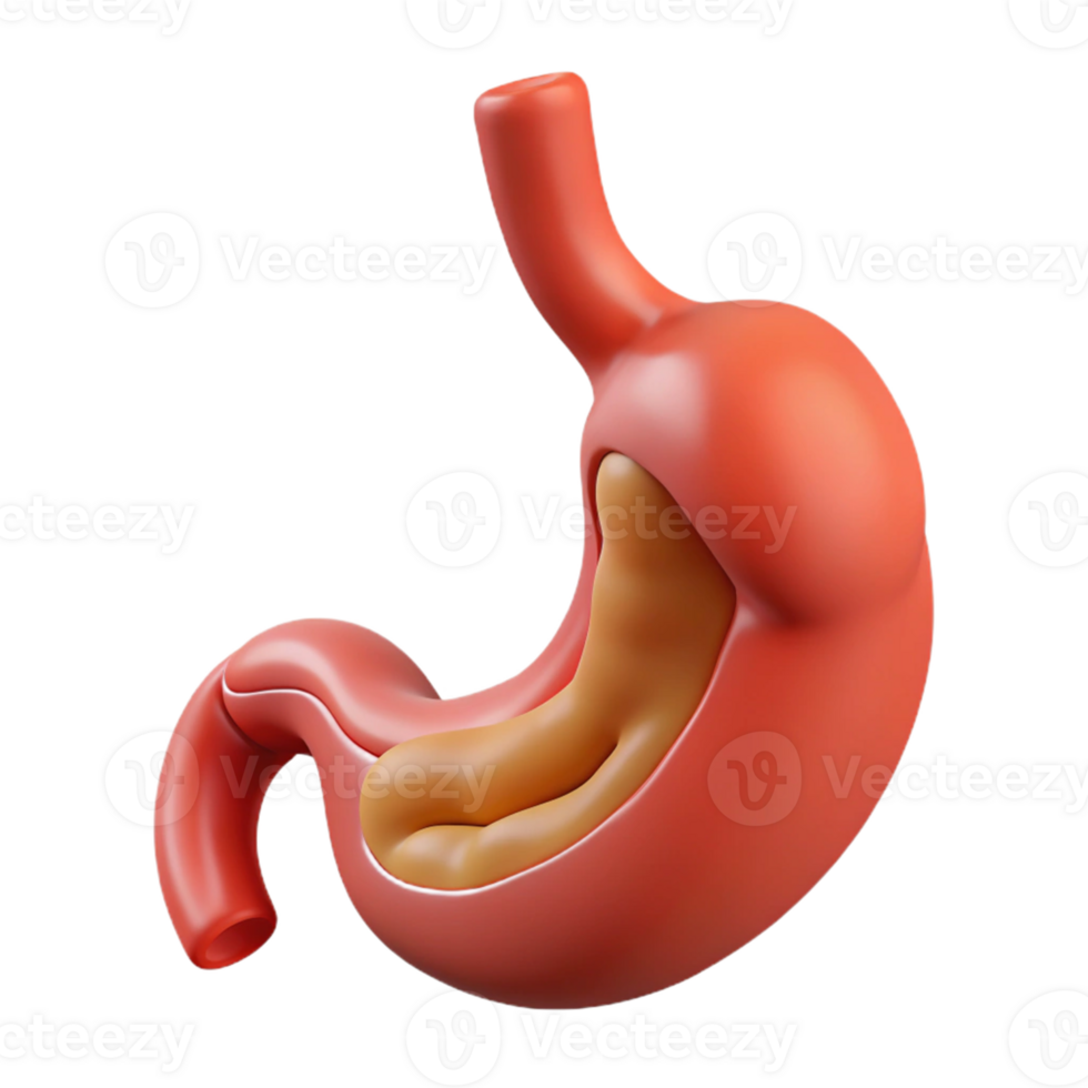 Realistic stomach with internal structure png